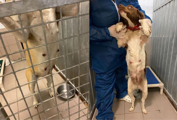 I en aksjon i 2021 ble to høydrektige gatehunder fra Spania stanset på Gardermoen. I hundepassene var det oppgitt feil alder, hundene manglet dokumentasjon og rabiesvaksinen som var gitt den ene tispen hadde ikke gitt tilstrekkelig beskyttelse. Den ene hunden testet også positivt for Leishmaniose, som er en alvorlig sykdom som kan ramme hunder, katter og mennesker.