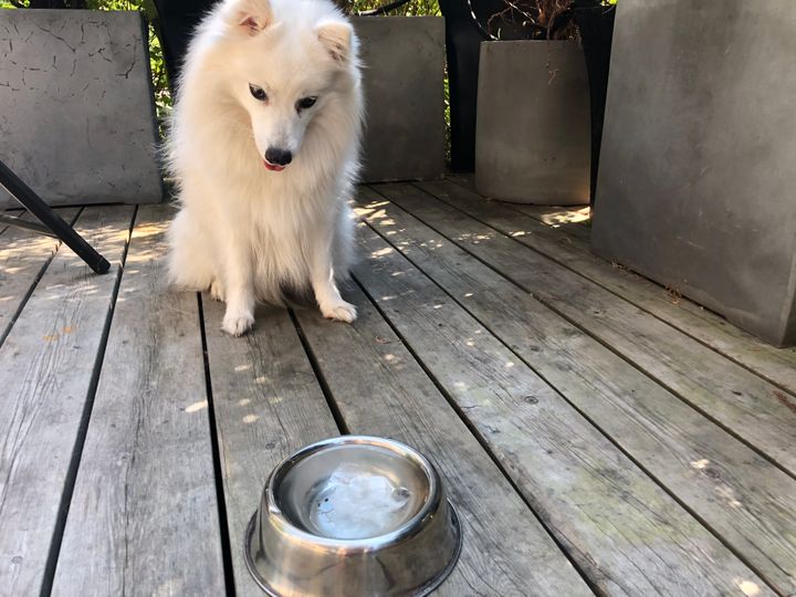 Molly er en japansk spisshund som fort blir varm. Den hvite pelsen hjelper litt på i sola, men aktivitetsnivået er lavere nå enn ellers. (Foto: If)