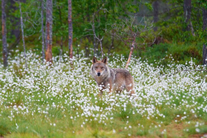 Canis lupus © Ola Jennersten / WWF-Sweden