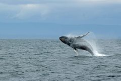 Angela Helen Martin har publisert ein oversiktsartikkel om korleis dyr kan påverke klimagassutslepp i havet. (Foto: Unsplash)
