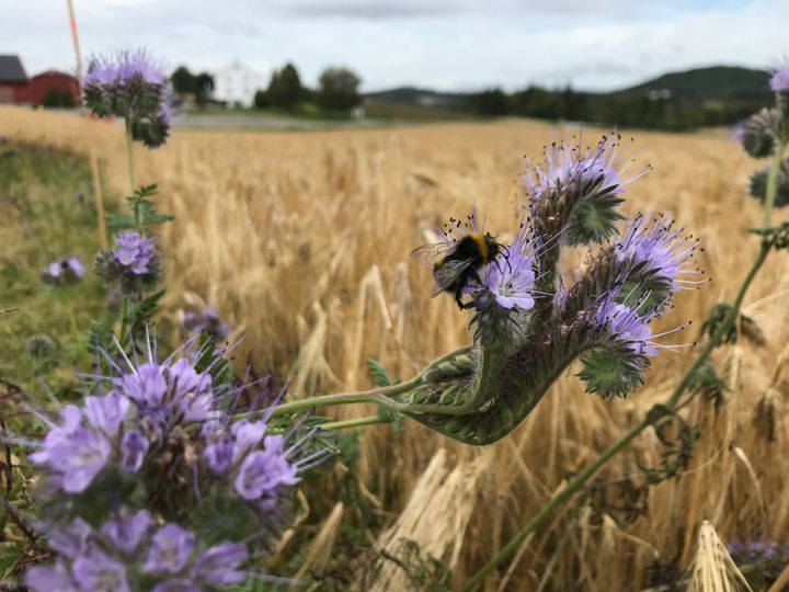 Blomsterstriper som denne er sådd i kanten på en rekke kornåkre i Trøndelag denne sesongen. Foto: Marie V. Henriksen/NIBIO