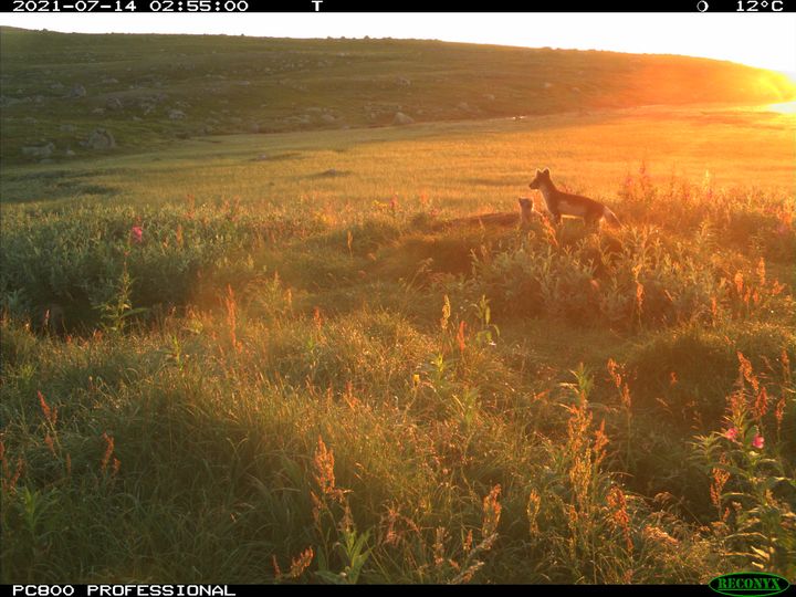 Voksen fjellrev og valp fanget på viltkamera i tidlig morgensol i Blåfjellet juli 2021. Foto: Statens naturoppsyn, viltkamera