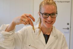 Marthe Blikras mastergrad gjør det lettere for taren å havne på matbordet. Foto: Lidunn Boge, Nofima