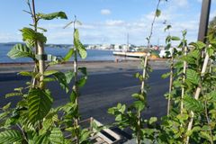 Ny park i havna: Ved siden av Skur 38 på Akershuskaia kommer det et nytt grøntområde hvor man kan nye sjøutsikt og havneliv.