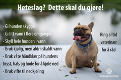 Dette er tegnene på heteslag.  Illustrasjon: Elena Bogen Slydal/Dyrebeskyttelsen Norge.