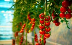 Tomater fra drivhus med redusert klimagassutslipp