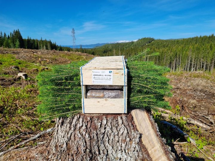 Planting, gjødsling og stell av ungskog er viktige tiltak for å øke produksjonen i norske skoger. Foto: Per Gjellan