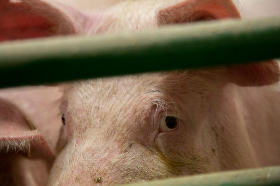 GrisNorge_foto@IselinLinstadHauge_LC1A9647