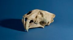 Fossiler, som skallen til den eurasiske dolketannkatten Xenosmilus viser at det ikke er første gang arter eller hele økosystemer er truet. Naturkriser, enten de er naturlige eller menneskeskapte går først og fremst ut over arter som er store, høyt spesialiserte eller på toppen av næringskjeden.