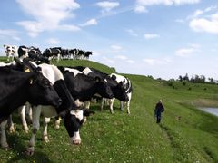 Sønderhaven Meieri har både kyr og meieri på samme sted. Det betyr kortreist og sporbar produksjon av ost og smør.