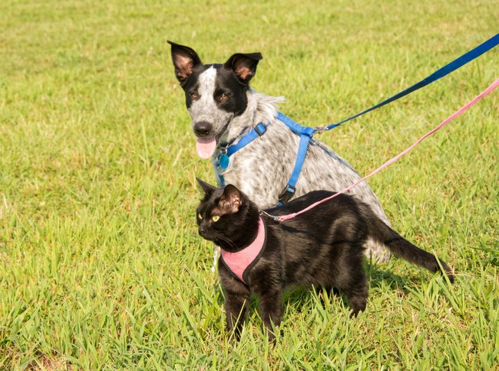 Hund og katt på tur. Foto: Shutterstock.
