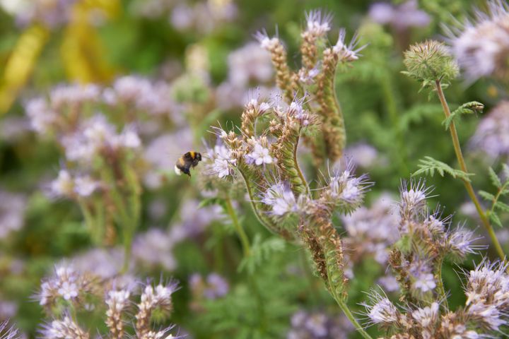 TRUET: Pollinerende insekter er truet, og blir det for få av dem, kan det få store konsekvenser for økosystemet vårt. (Foto: Felleskjøpet Agri)