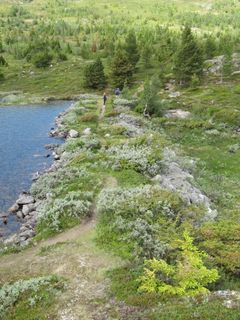 Oppland - Åsteppingje (2) - Helena Nynäs - NVE