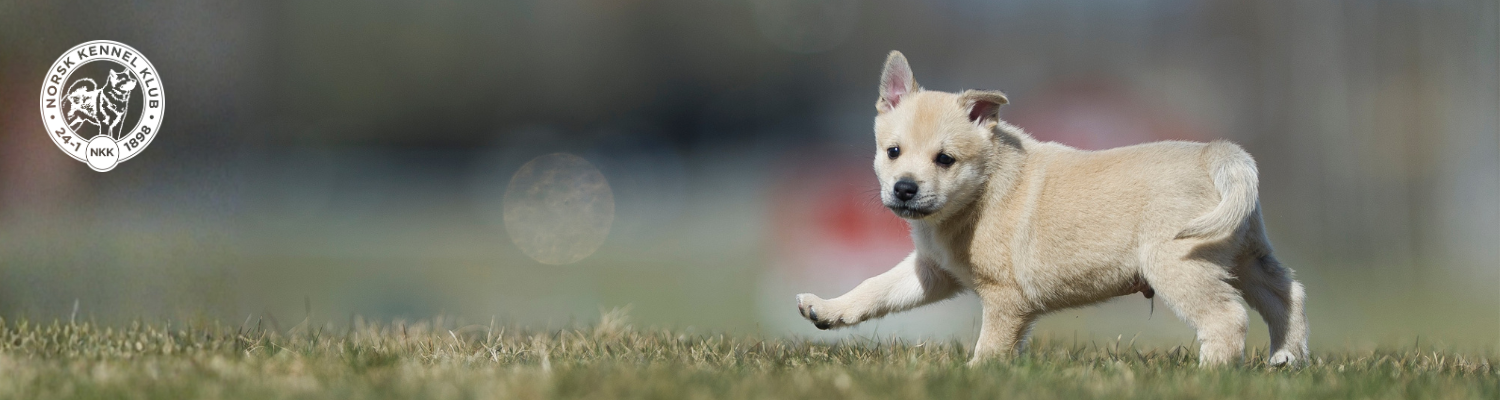 Norsk Kennel Klub