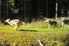 Det er dokumentert at det ble født et ulvekull i Østmarka i fjor. Foto: Viltkamera.nina.no