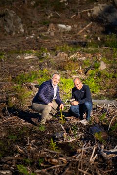 Espen Eriksen i Trapperingen og Bent Nygård i Fritzøe Engros på plantefeltet i Fritzøe Skoger i Larvik.
