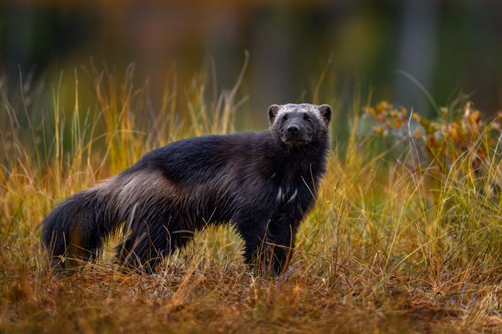 Wolverine- Photo: Shutterstock