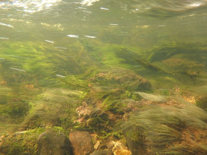 Undervannsbilde tatt i Akerselva mellom Nydalen og Frysja, 3. mai i år. Det er tette bestander av «grønske» på bunnen. (Foto: NIVA)