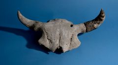 Denne skallekalotten av amerikansk bison har en delvis grodd skade fra en grovkalibret bøffelrifle. Ved overgangen til 1900-tallet sto arten på randen av utryddelse. Slike skjelettrester fylte prærien. I motsetning til de to andre bisonartene som ble utryddet i førhistorisk tid finnes denne fortsatt, takket være iherdig innsats for å redde den.