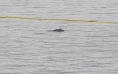 Teamet observert 20 hval i løpet av i eller ved fangstanlegget i løpet av fire uker med feltarbeid. Torsdag 24. juni dukket det opp en vågehval i perfekt størrelse, men den snudde i døra, bokstavelig talt.