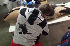 Her tas det prøver fra flere organer og kroppsdeler på den unge spekkhoggeren. Foto: Steve Truluck