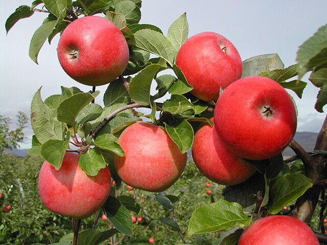Norske epler har hatt en frisk og fin oppvekst - derfor smaker de så godt. Bildet viser Aroma. Foto: Telefrukt.