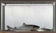 Stor postsmolt når ikke alltid slaktestørrelse før en liten smolt, viser nye forsøk i Nofima og CtrlAQUA.