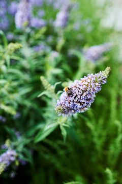 POLLINATORVENNLIG HAGE: Det finnes grep du kan gjøre i din egen hage eller balkong for å bedre levevilkårene til de livsviktige pollinatorene. Foto: Plantasjen