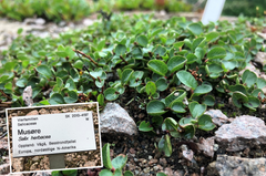 Musøre-treet i Botanisk hage i Oslo stammer fra Bosstrondfjellet i Vågå i Oppland. Foto: Eivind Torgersen/UiO