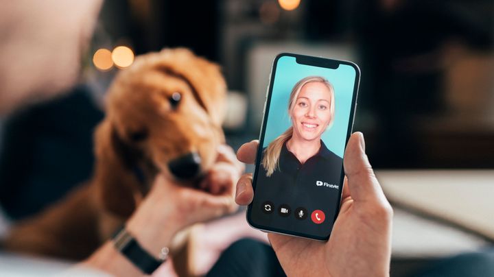 Videokonsultasjon til veterinær hos FirstVet er nå inkludert i dyreforsikringene til If. Foto: If