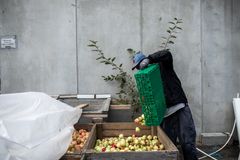 Epleslang i regi av Jobben i Gamlebyen. Samarbeid med Epleslang - produktet. Brukere av Jobben-tilbudet henter epler i hagene til folk i Oslo.