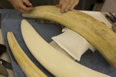 Den falske støttannen males for hånd. I tillegg til å se naturtro ut må den ha riktig vekt og masse. En støttann har en gjenkjennelig lyd når man banker på den. Foto: National Geographic /Jessica Harrop.