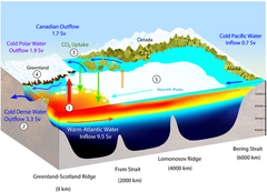 Figur som viser forholdet mellom den varme atlantiske innstrømmingen over Grønland-Skottland-ryggen og dens påvirkning på (1) varmetap til atmosfæren, (2) utstrømning av kaldt dypvann, (3) CO2-opptak, (4) smelting på Grønland, og (5) isdekket i Arktis.
Grafikk:  Marlo Garnsworthy/Icebird Studio