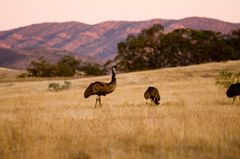 En flokk emuer gresser rolig mens vi går forbi.