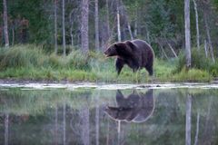 Lisensfellingsperioden for bjørn varer fra 21. august til 15. oktober. Foto: Bård Bredesen/Naturarkivet. NB: BRUK AV FOTO MÅ AVKLARES MED FOTOGRAF.