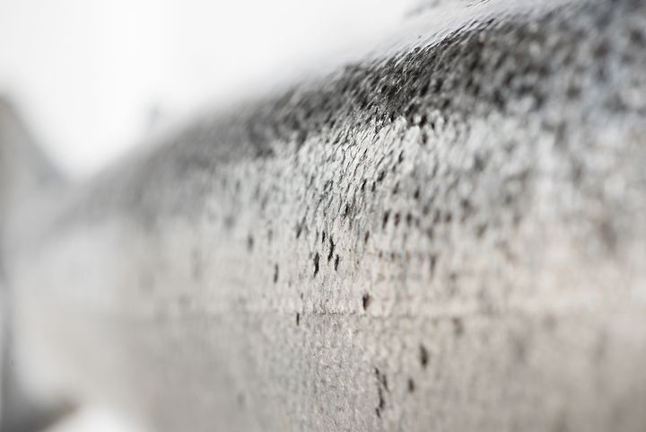 For laksen er skinnet et effektivt førstelinjeforsvar mot patogener. I nytt prosjekt skal forskere undersøke hvordan omega-3 og sink påvirker robustheten til barrierevev som skinn, gjeller og tarm. Foto: Jon-Are Berg-Jacobsen © Nofima.