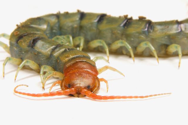 Scolopendra morsitans centipede Foto: Eivind Undheim, Universitetet i Oslo