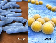 Der E. coli er stavformet, er stafylokokkene runde. Bakterier med ulik fasong har også gjerne ulike prosesser for celledeling. 
Foto: Shutterstock / NMBU