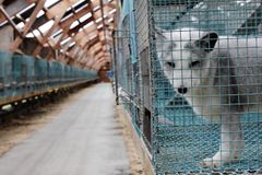 Debatten om kompensasjon til pelsdyroppdretterne går nå høyt, og det er full forvirring over hvor mye penger oppdretterene skal og bør få. Foto: Iselin Linstad Hauge.