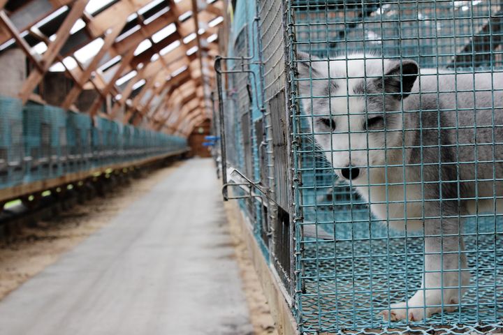 Debatten om kompensasjon til pelsdyroppdretterne går nå høyt, og det er full forvirring over hvor mye penger oppdretterene skal og bør få. Foto: Iselin Linstad Hauge.