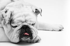Hudfolder gir plager hos mange hunder. Foto: pixabay