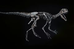 Original skeleton of the youngest allosaurus ever found, "LITTLE AL" in the Dinosaur Museum Altmühltal.