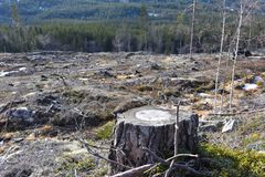 Hogstfelt ved Follsjå i Telemark, hvor mye unik gammel furuskog er ble hogd i løpet av de siste årene. Miljøregisitreringen av naturverdiene av skogene i området har vært svært mangelfull. Foto: Tor Bjarne Christensen