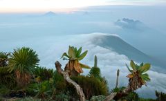 Soloppgang over afrikanske himmeløyer: Utsikt fra en leir i Virunga National Park i Uganda mot vulkanene Gahinga og Karisimbi. Foto: Magnus Popp/NHM
