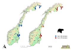 Kartet viser påviste hanner og hunner i landet basert på DNA-analyser. Mens hannbjørner (blå) kan vandre langt og oftere dokumenteres lenger inn i Norge, er binnene (rød) mer stedtro til grensenære strøk. Tallene viser de åtte forvaltningsregionene for rovvilt. Kart: Rovdata