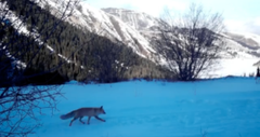Fox roaming high in the mountains caught on camera. Photo credit Snow Leopard Foundation