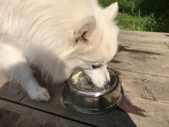 Molly er en japansk spisshund som fort blir varm. Den hvite pelsen hjelper litt på i sola, men aktivitetsnivået er lavere nå enn ellers. (Foto: If)