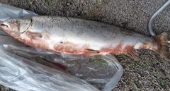 Foto: Bjarne Granli fra Arbeidernes Jeger- og Fiskerforening i Halden.