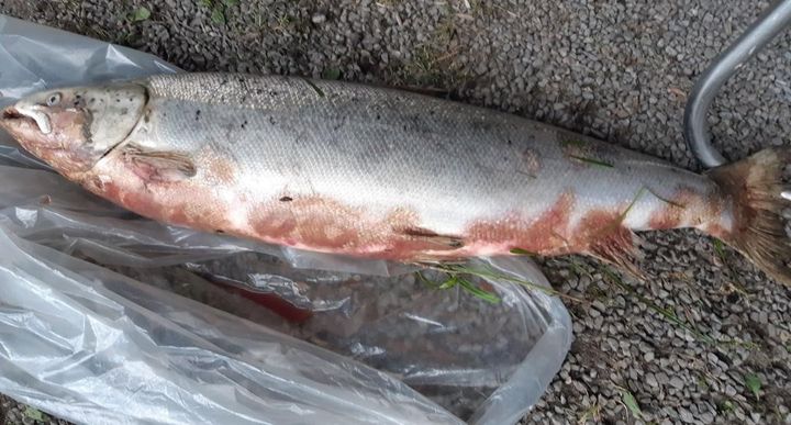Foto: Bjarne Granli fra Arbeidernes Jeger- og Fiskerforening i Halden.