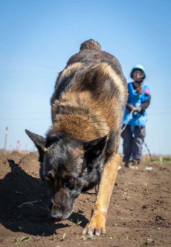 minehund2026.jpg